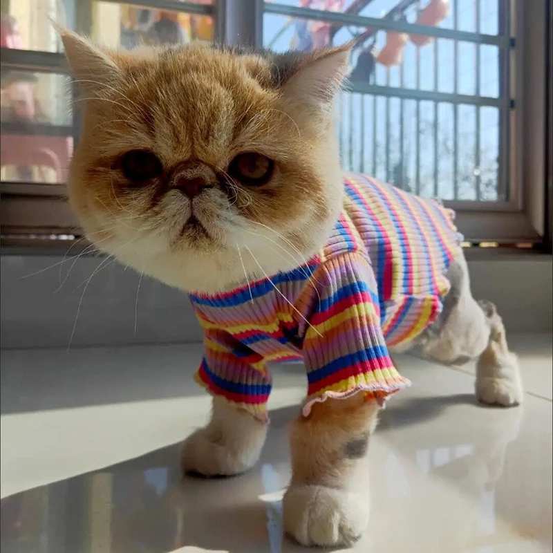 Ropa de algodón de primavera para gatos, chaleco de camisa a rayas dulces para cachorros y gatos Sphynx, ropa para mascotas Ubarnie Dla Kota