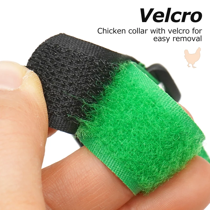 Collar de gallo sin Cuervo, Collar de pollo, banda antigancho, suministros para aves de corral, 2 uds.