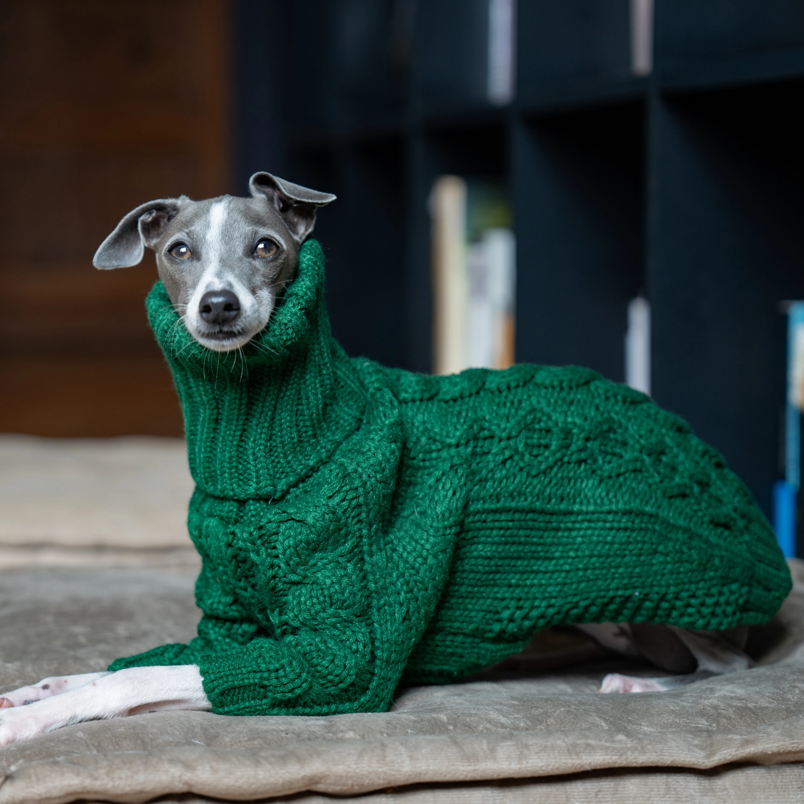 Suéter grueso de cuello alto verde para mascotas, ropa de punto para perros de dos patas, galgo italiano, whippet