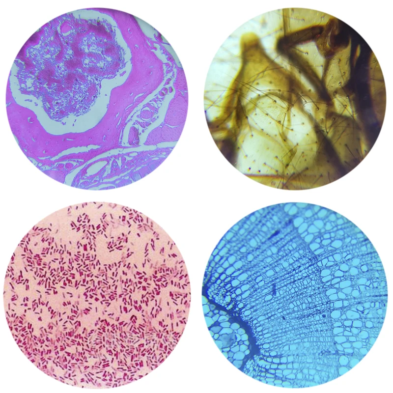 Toboganes listos para microscopio biológico, consumibles reutilizables para laboratorio, toboganes de animales o plantas, 5 piezas