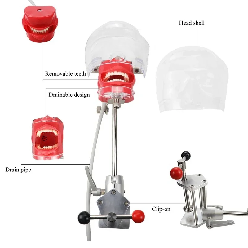 JUMTOP Dental modelo de cabeza Simple práctica simulador de entrenamiento cabeza fantasma Typodont extraíble