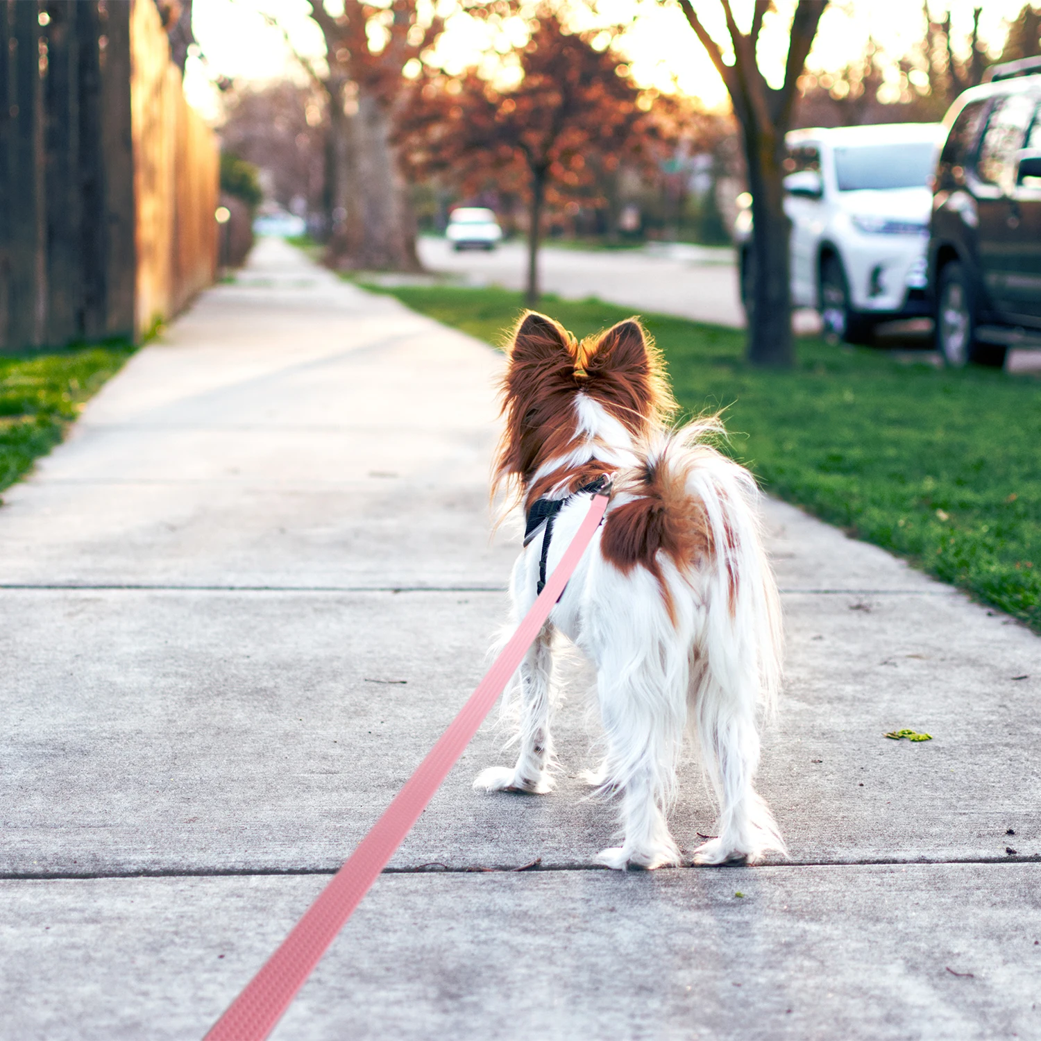 Correa para Perro de PVC de 1.8M 3M 5M 10M, Correa de Entrenamiento para Perros Grandes y Medianos, Antideslizante, Impermeable y Fácil de Limpiar, Correa Larga y Resistente