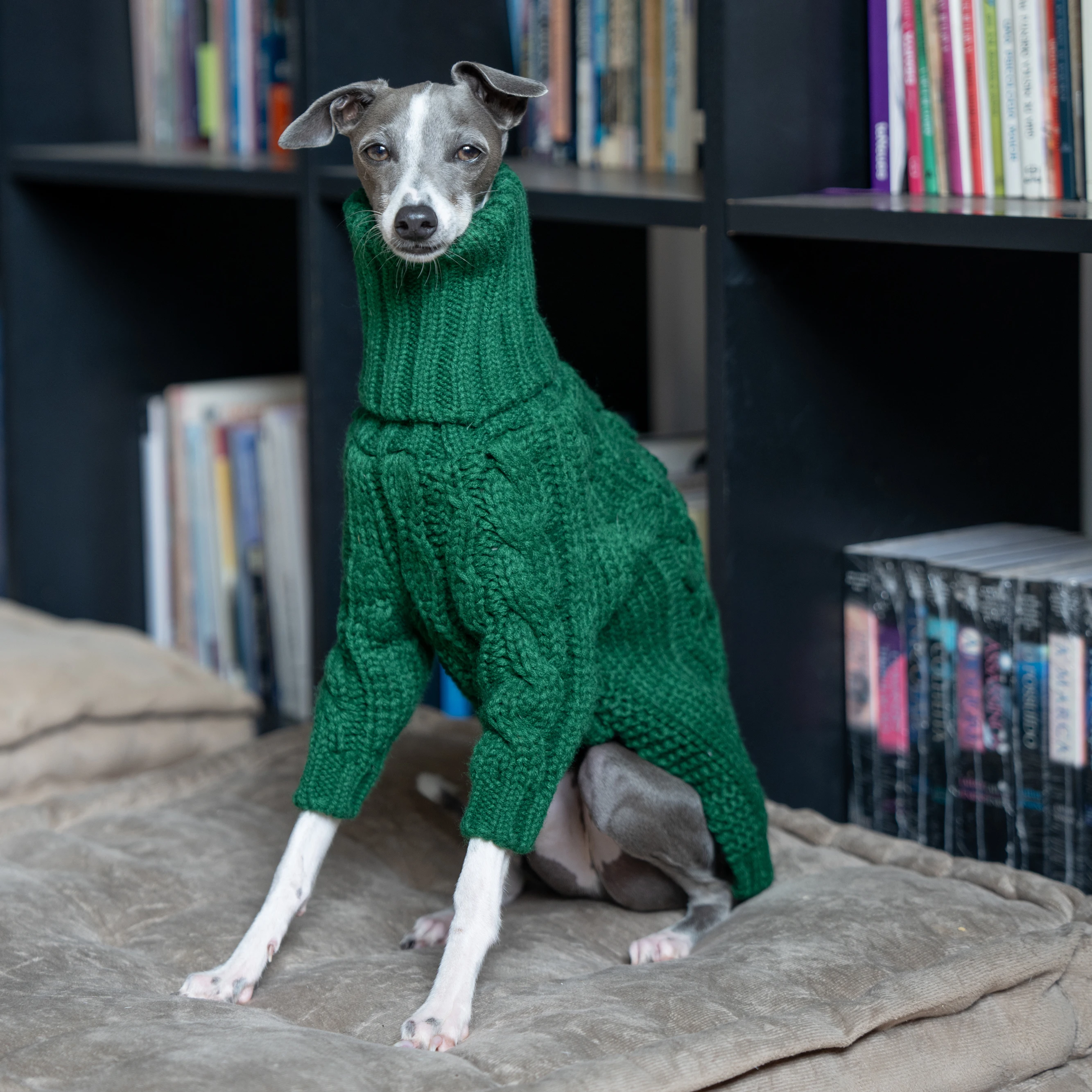 Suéter grueso de cuello alto verde para mascotas, ropa de punto para perros de dos patas, galgo italiano, whippet