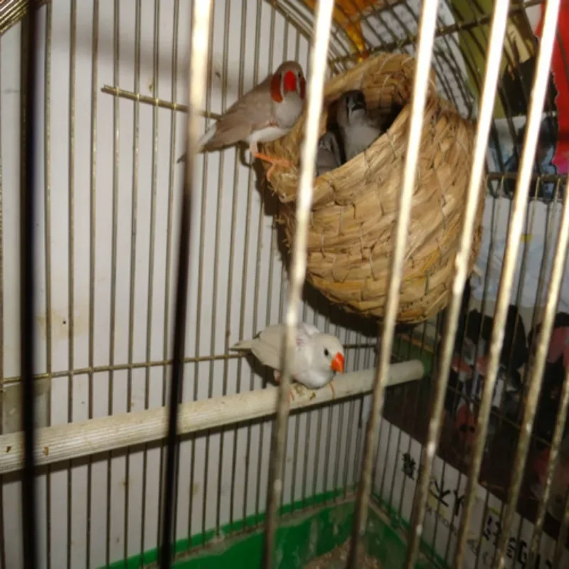 Casa para pájaros colibrí colgante, nido para pájaros en paja, nido de jardín, casa tejida, cabaña, casa para pájaros tejida a mano