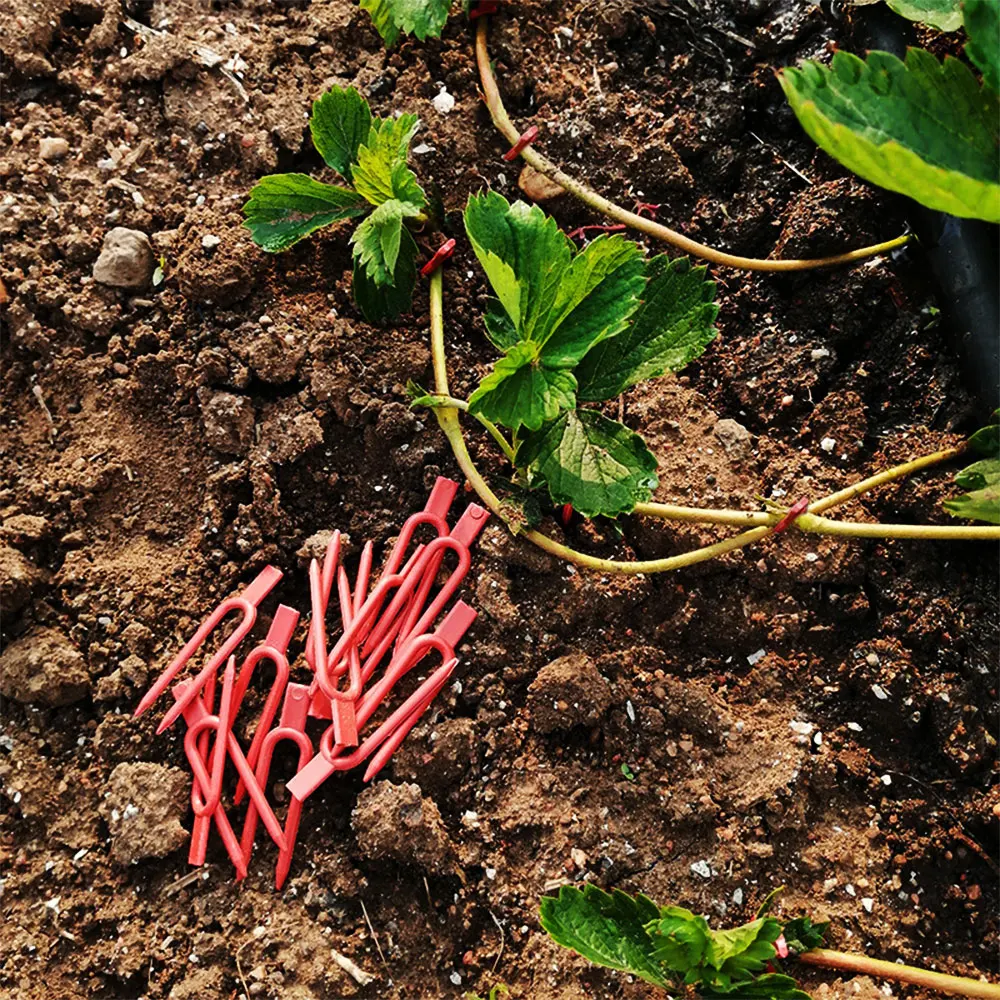 Horquilla de plantación de fresas, fijador de Stolon, dispositivo de prensado de vid de sandía, inserto en el suelo, Clips de fijación de plantas de jardín, 48-108mm