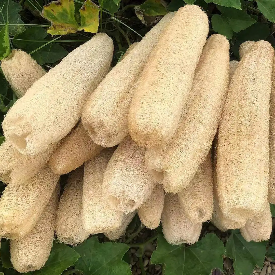 Esponjas de esponja de esponja de cocina orgánicas naturales, depurador de espalda grande para hombres, mujeres y adultos, SPA, belleza, baño, cuidado diario, 5 uds.