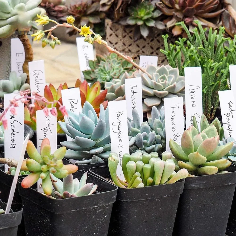 Etiquetas piezas para plantas de jardín, accesorios para plantas, macetas de flores, marcadores de plástico para guardería, etiqueta, bandeja, herramienta de bricolaje, 100