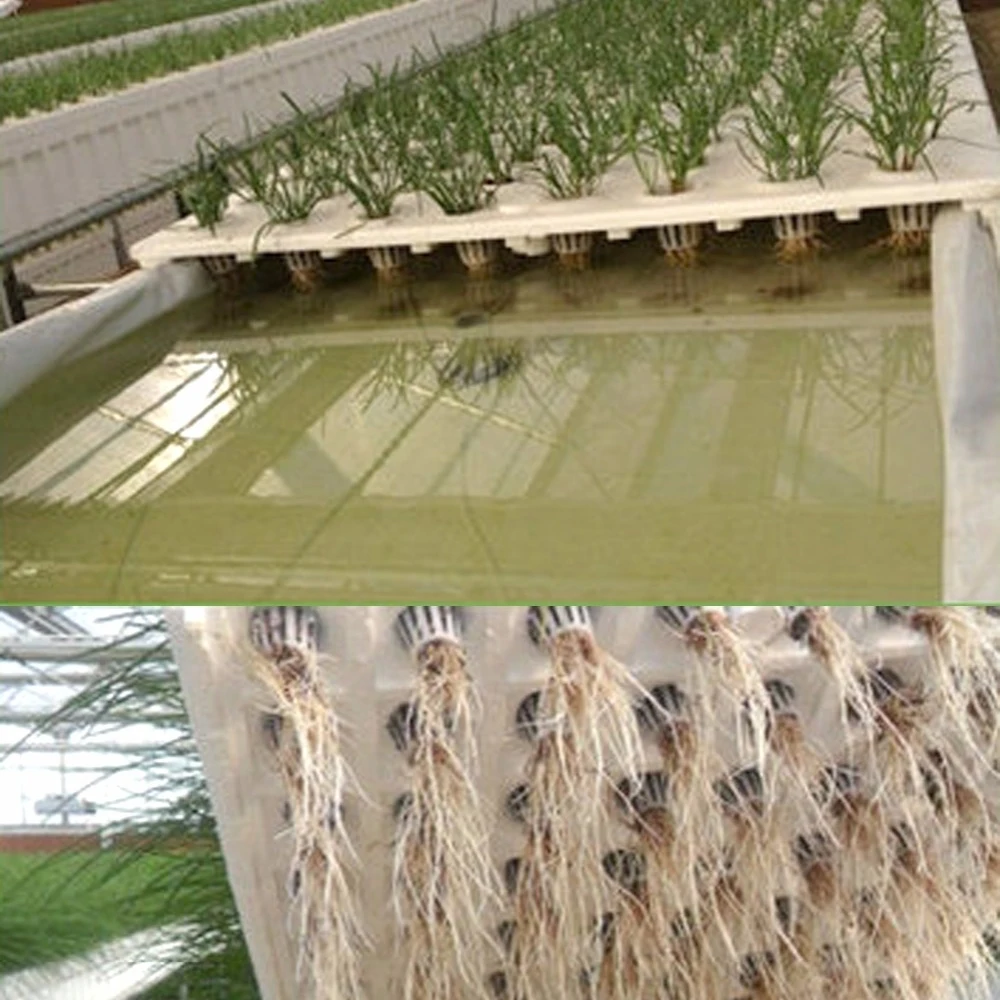 50 Uds. Taza de red para plantas y 50 Uds. De esponja cilíndrica para orquídeas hidropónicas, vasos de red de plástico resistentes a los rayos UV para iniciación de plantas