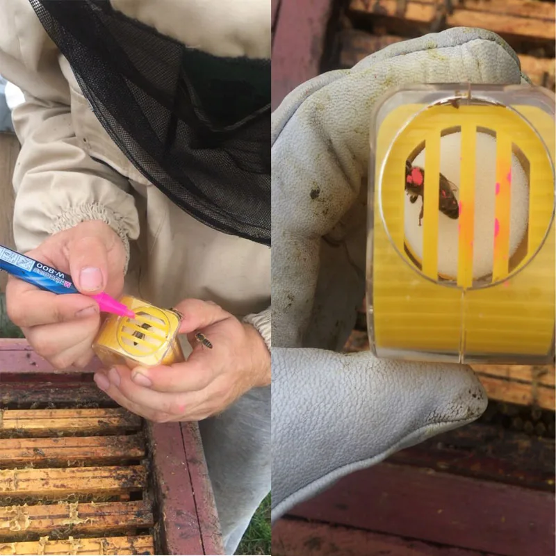 Atrapasueños de plástico para la cría de abejas reina, marcador de mano, émbolo de botella, herramienta de apicultor de felpa, herramientas de jardín, 1 piezas