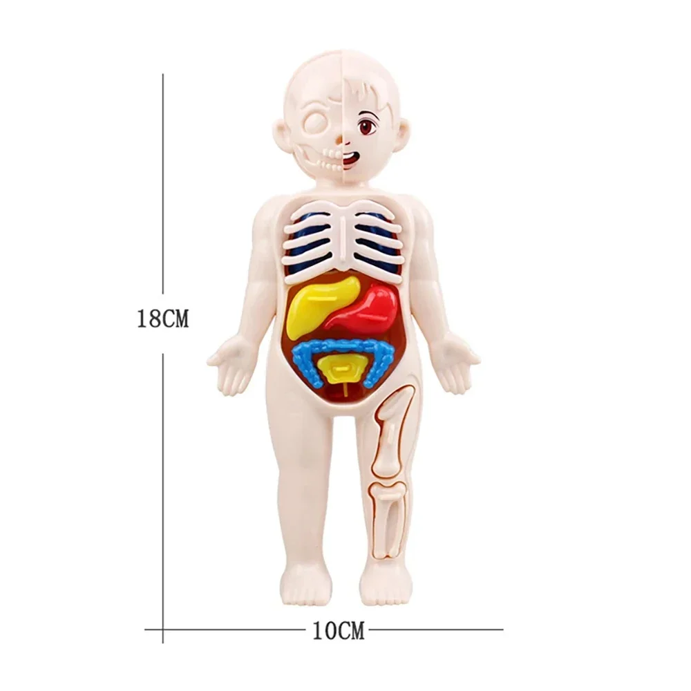 Juguetes Montessori para niños, educación científica, modelo de anatomía de órganos del cuerpo humano, juguetes médicos ensamblados DIY, herramientas de enseñanza para niños