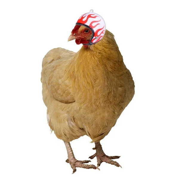 Casco divertido para pollo, pequeño pájaro, pato, codorniz, casco duro, previene el pollo de los golpes, protege la cabeza de las gallinas, suministros para mascotas