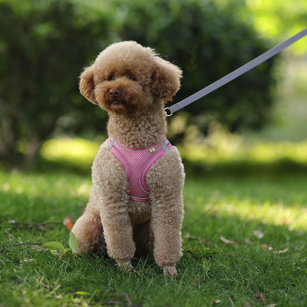 Arnés de chaleco para cachorros y gatos con correa, correas de pecho de malla transpirable para mascotas, arneses reflectantes para Chihuahua y York, correa para pasear Bulldog