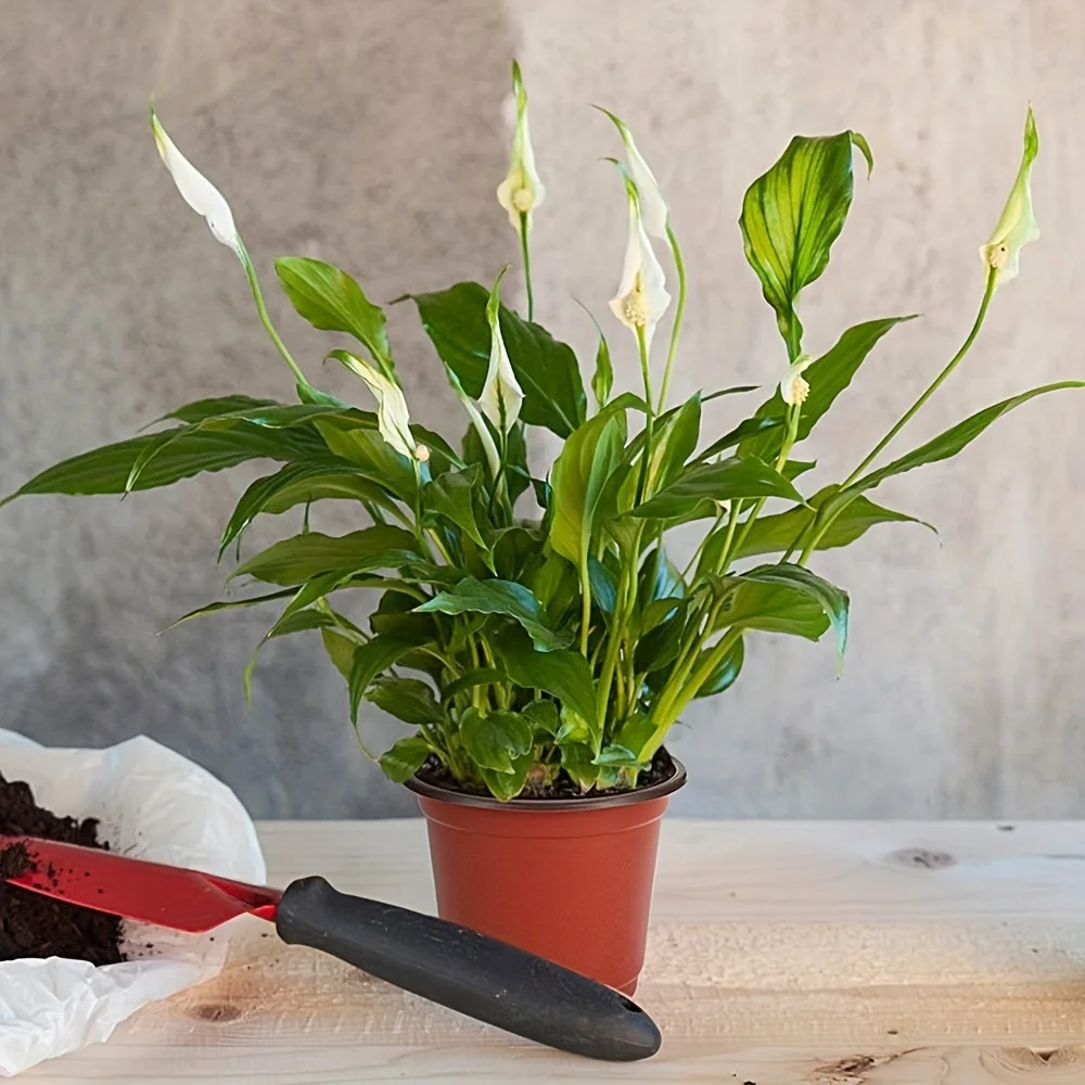 Paquete de 50 macetas para vivero estilo Americana: contenedores versátiles para plántulas interiores/exteriores, duraderos y decorativos
