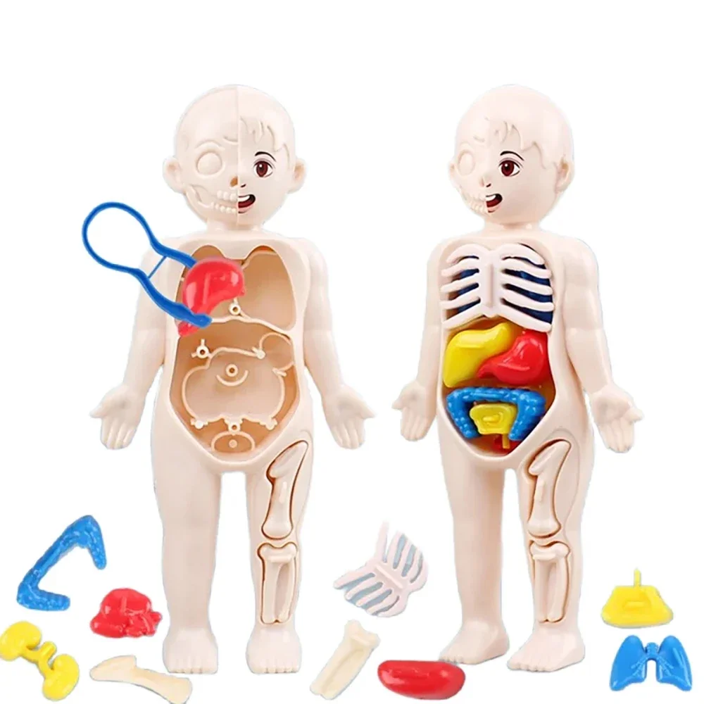 Juguetes Montessori para niños, educación científica, modelo de anatomía de órganos del cuerpo humano, juguetes médicos ensamblados DIY, herramientas de enseñanza para niños