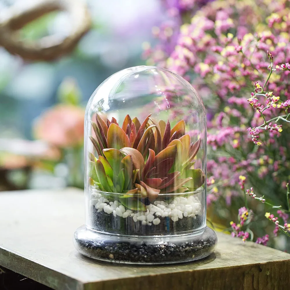 Cúpula de Cristal con Orificio de Ventilación, Campana de Cristal con Base, Exhibidor de Mesa para el Hogar, Contenedor Transparente para Plantas y Flores