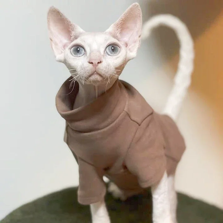 DUOMASUMI-ropa de gato Sphynx autocalentable, ropa interior térmica cálida para gato, Devin Konnis Sphynx, sin pelo