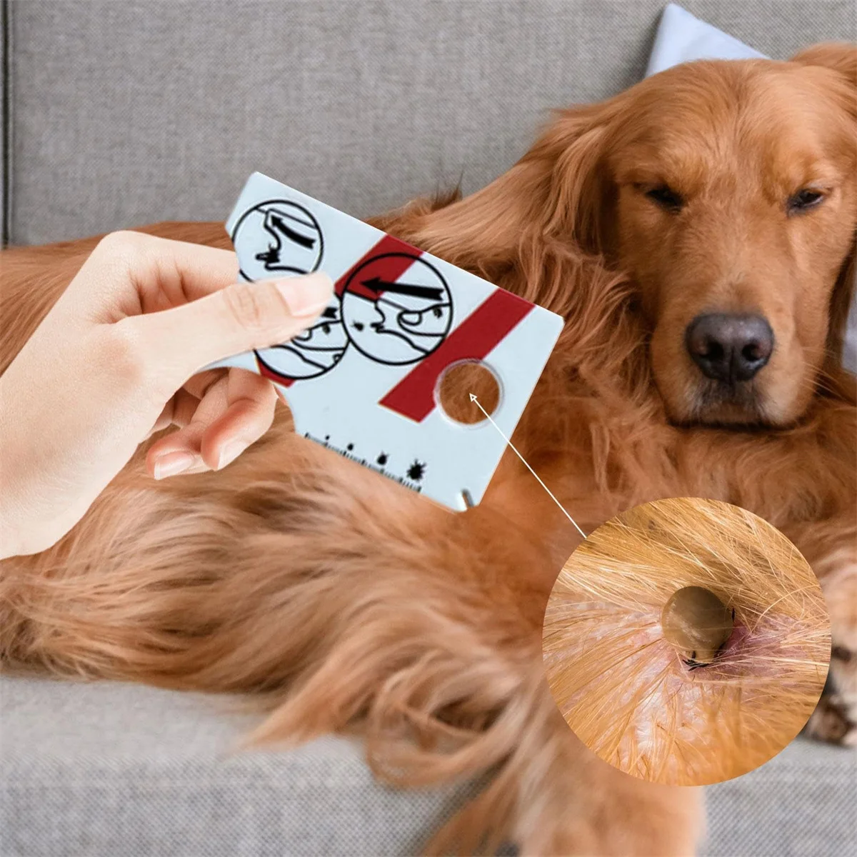 Tarjeta de garrapatas con lupa permite una fácil extracción de garrapatas, eliminador de garrapatas para perros y gatos con práctico tamaño de bolsillo 8,5x5,4x0,1 cm