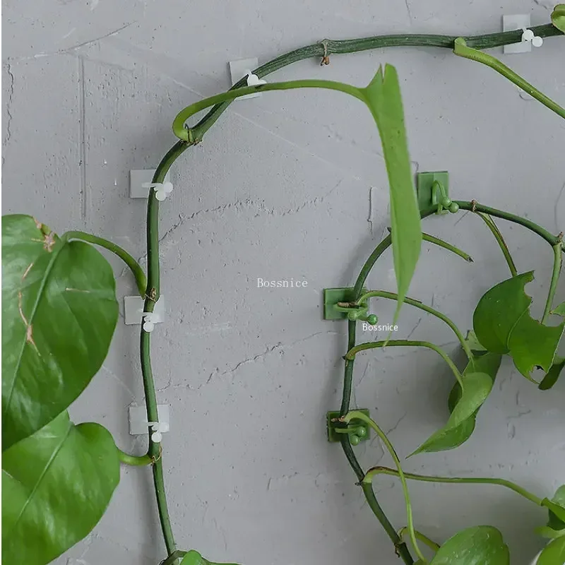 Clips de pared para trepar plantas de 20 piezas, gancho de hebilla de vid, fijador de abrazadera de ratán, Stent de planta autoadhesivo, enredadera Invisible fija para trepar