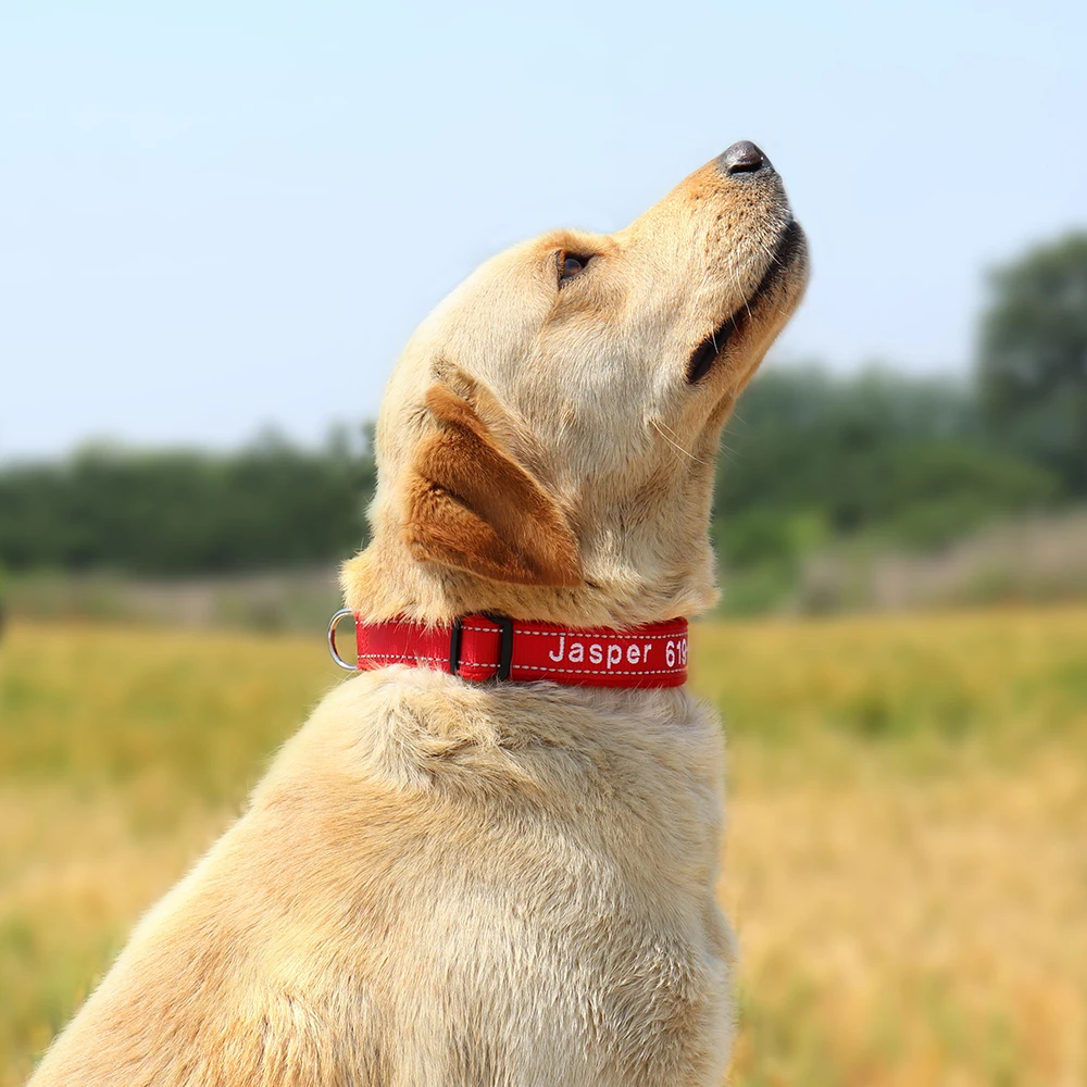 Collar de perro bordado personalizado, nailon reflectante, accesorios de nombre de identificación personalizado, collares acolchados para mascotas para perros pequeños, medianos y grandes