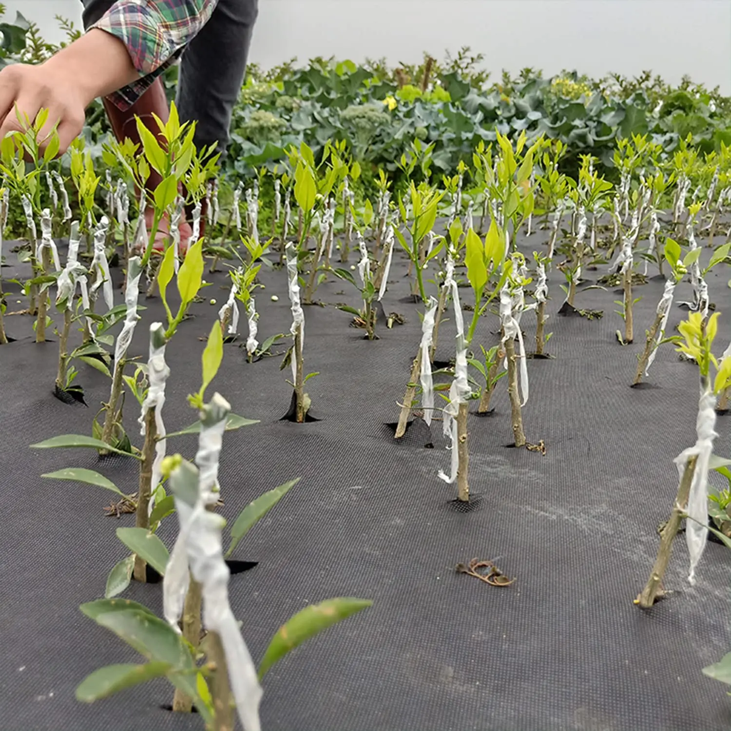 Cinta de injerto de PE de 200M, película autoadhesiva para árboles frutales, plantas de vivero, plántulas, vid, floristería, tomate, suministros de injerto elásticos