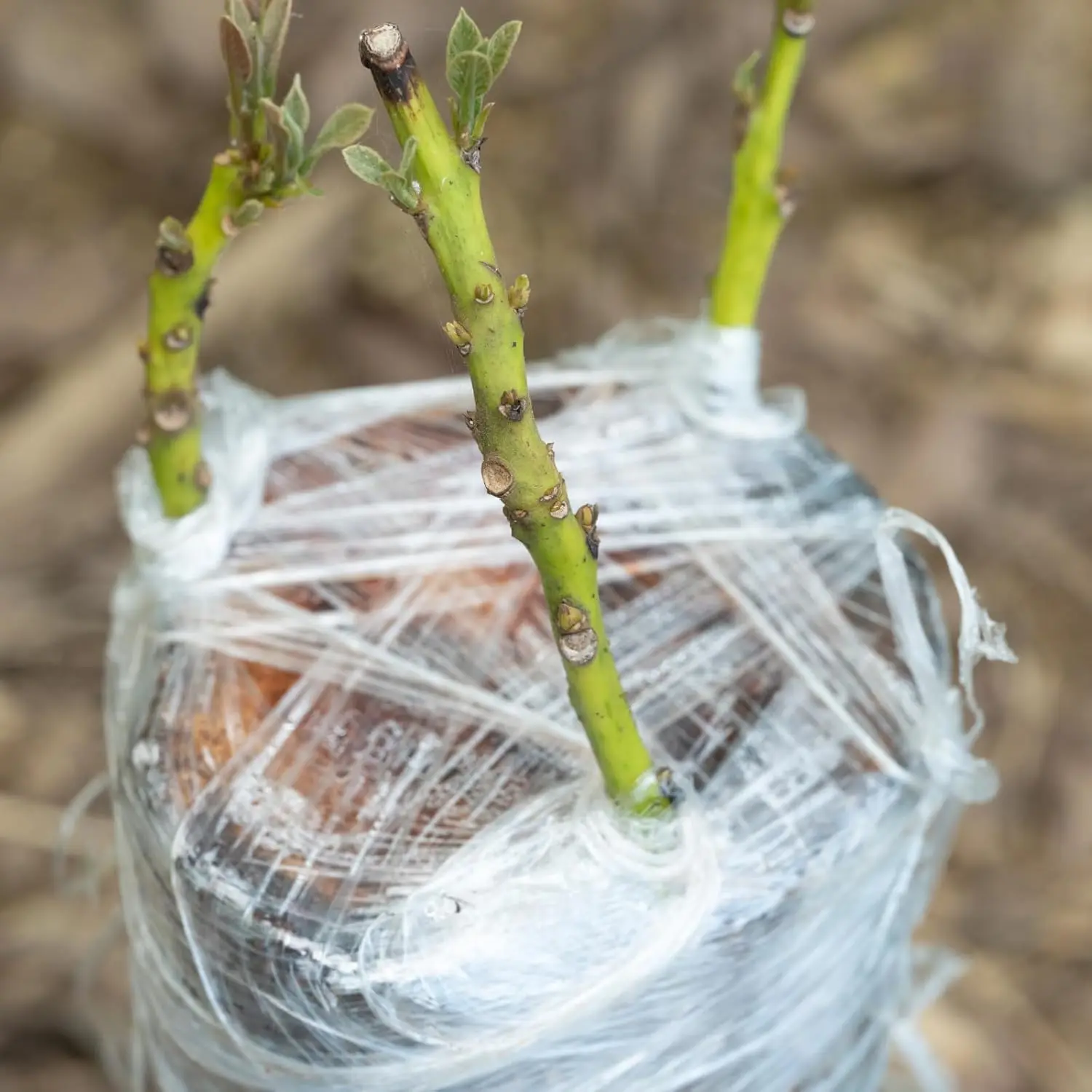 Cinta de injerto de PE de 200M, película autoadhesiva para árboles frutales, plantas de vivero, plántulas, vid, floristería, tomate, suministros de injerto elásticos