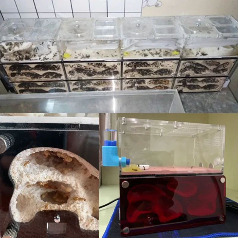 Granja de hormigas de hormigón, Control inteligente de temperatura, nido de hormigas, empalmable, antill expandido, casa de hormigas, perrera de hormigas acrílicas, caja de insectos
