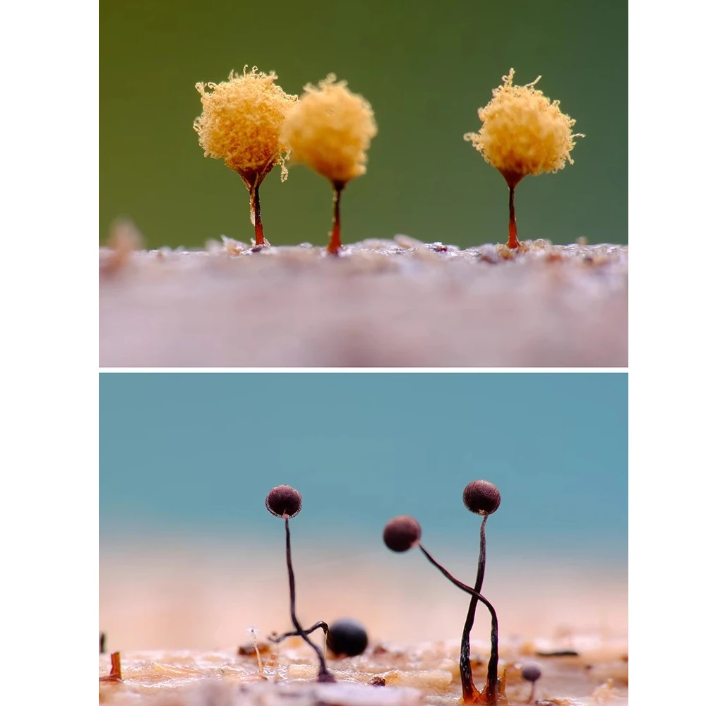 Tarjeta de fondo para herramientas de macrofotografía, color degradado, colorido, 12 piezas, 24 colores, macrofotografía de flores e insectos