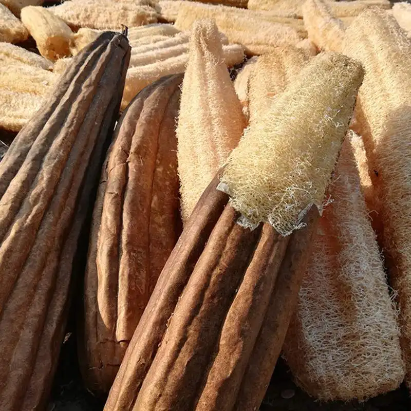 Esponjas de esponja de esponja de cocina orgánicas naturales, depurador de espalda grande para hombres, mujeres y adultos, SPA, belleza, baño, cuidado diario, 5 uds.