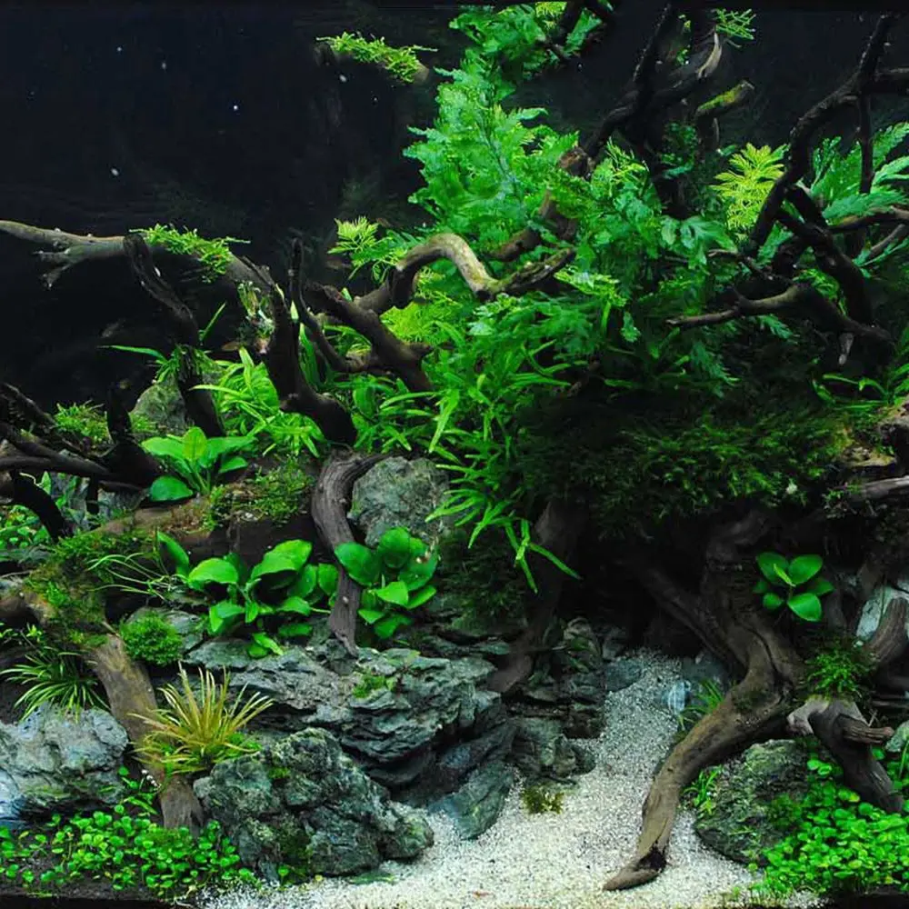 Acuario Driftwood Natural pecera planta decoración árbol acuario pecera tocón acuario hogar pecera paisajismo decoración herramienta para mascotas