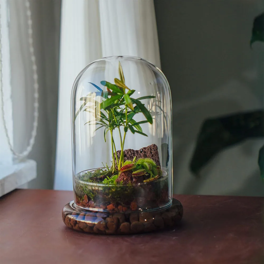 Cúpula de Cristal con Orificio de Ventilación, Campana de Cristal con Base, Exhibidor de Mesa para el Hogar, Contenedor Transparente para Plantas y Flores