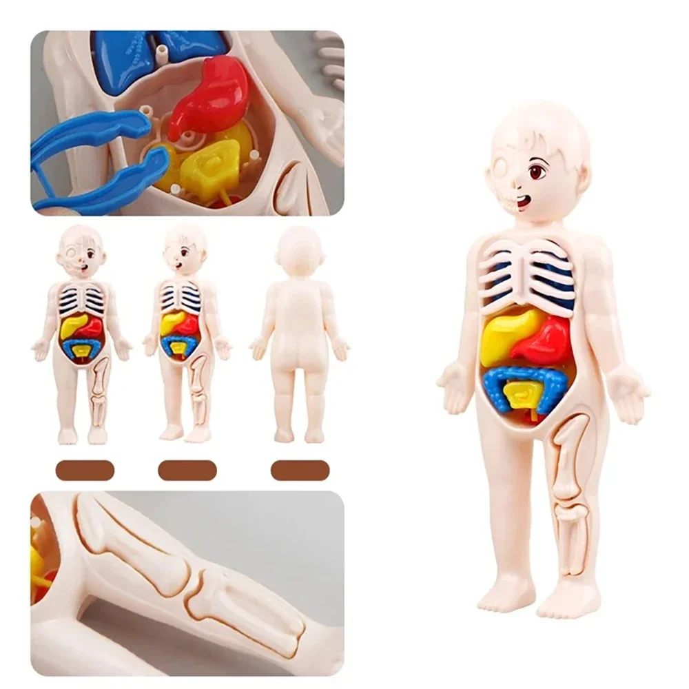 Juguetes Montessori para niños, educación científica, modelo de anatomía de órganos del cuerpo humano, juguetes médicos ensamblados DIY, herramientas de enseñanza para niños