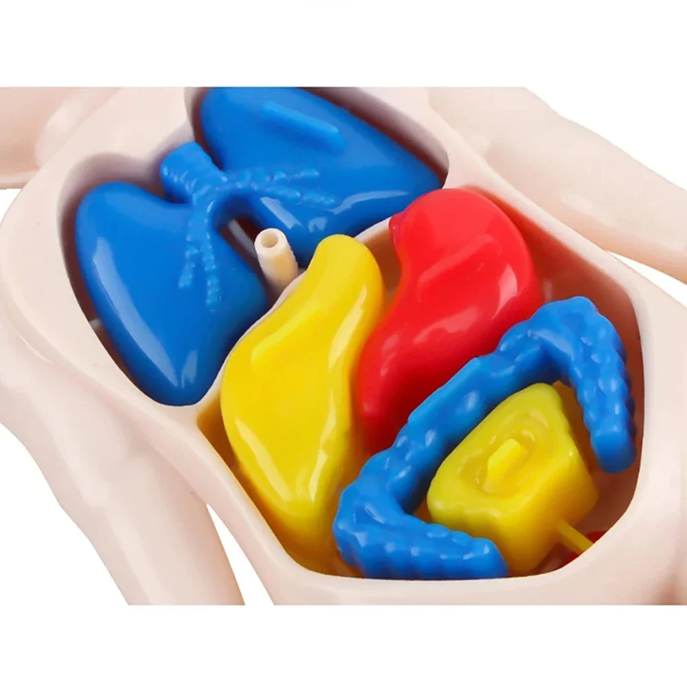 Juguetes Montessori para niños, educación científica, modelo de anatomía de órganos del cuerpo humano, juguetes médicos ensamblados DIY, herramientas de enseñanza para niños