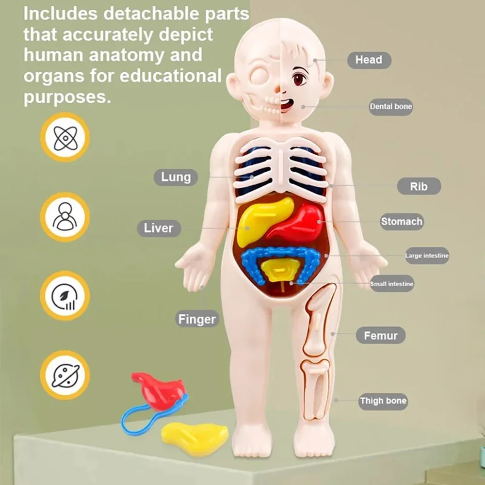 Juguetes Montessori para niños, educación científica, modelo de anatomía de órganos del cuerpo humano, juguetes médicos ensamblados DIY, herramientas de enseñanza para niños