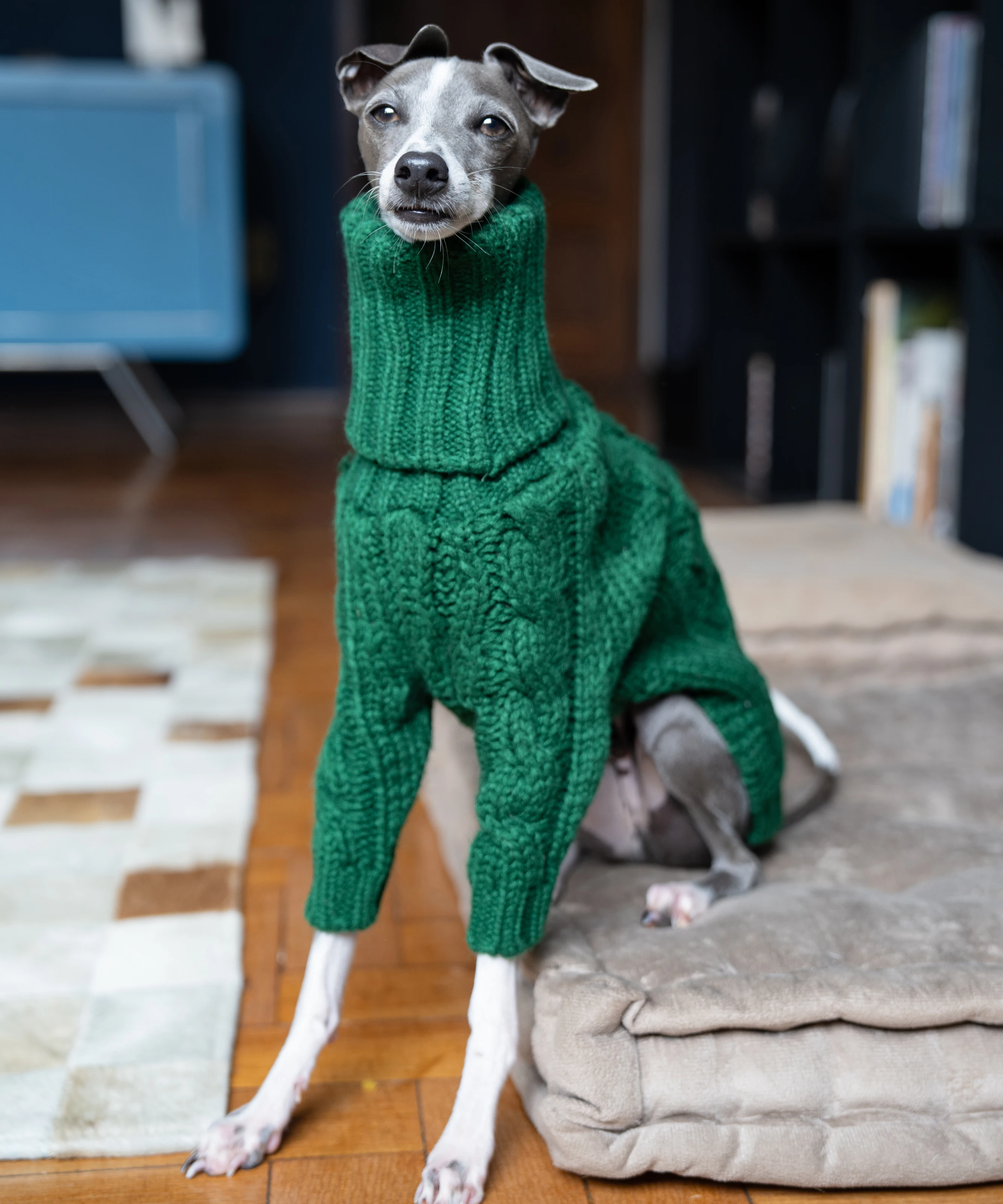 Suéter grueso de cuello alto verde para mascotas, ropa de punto para perros de dos patas, galgo italiano, whippet