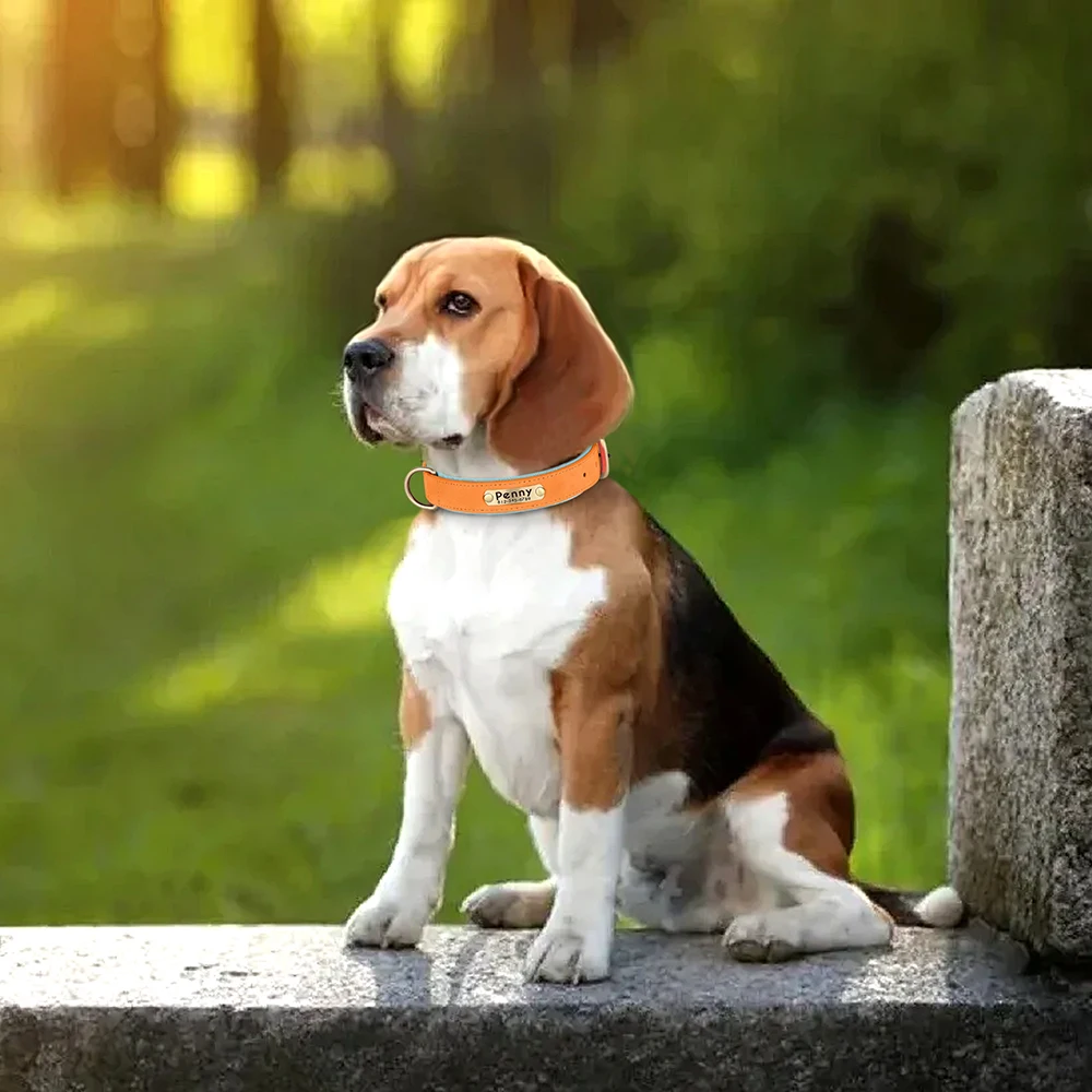 Collar de perro acolchado de cuero PU personalizado, placa de identificación personalizada, Collar para mascotas para perros pequeños y medianos, accesorios de collares duraderos