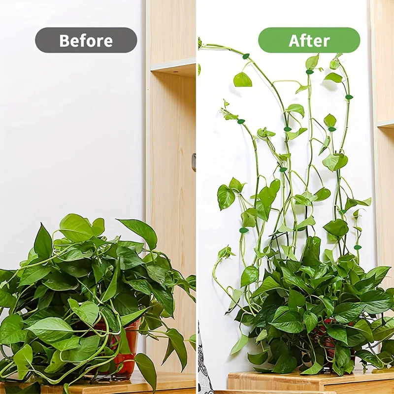 Gancho de fijación autoadhesivo para plantas trepadoras, 10 piezas, Clip de fijación de plantas adhesivas para enredaderas Pothos de jardín