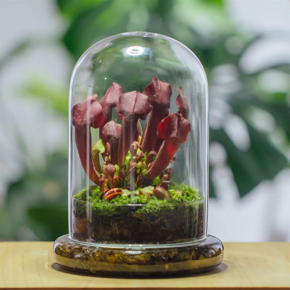 Cúpula de Cristal con Orificio de Ventilación, Campana de Cristal con Base, Exhibidor de Mesa para el Hogar, Contenedor Transparente para Plantas y Flores