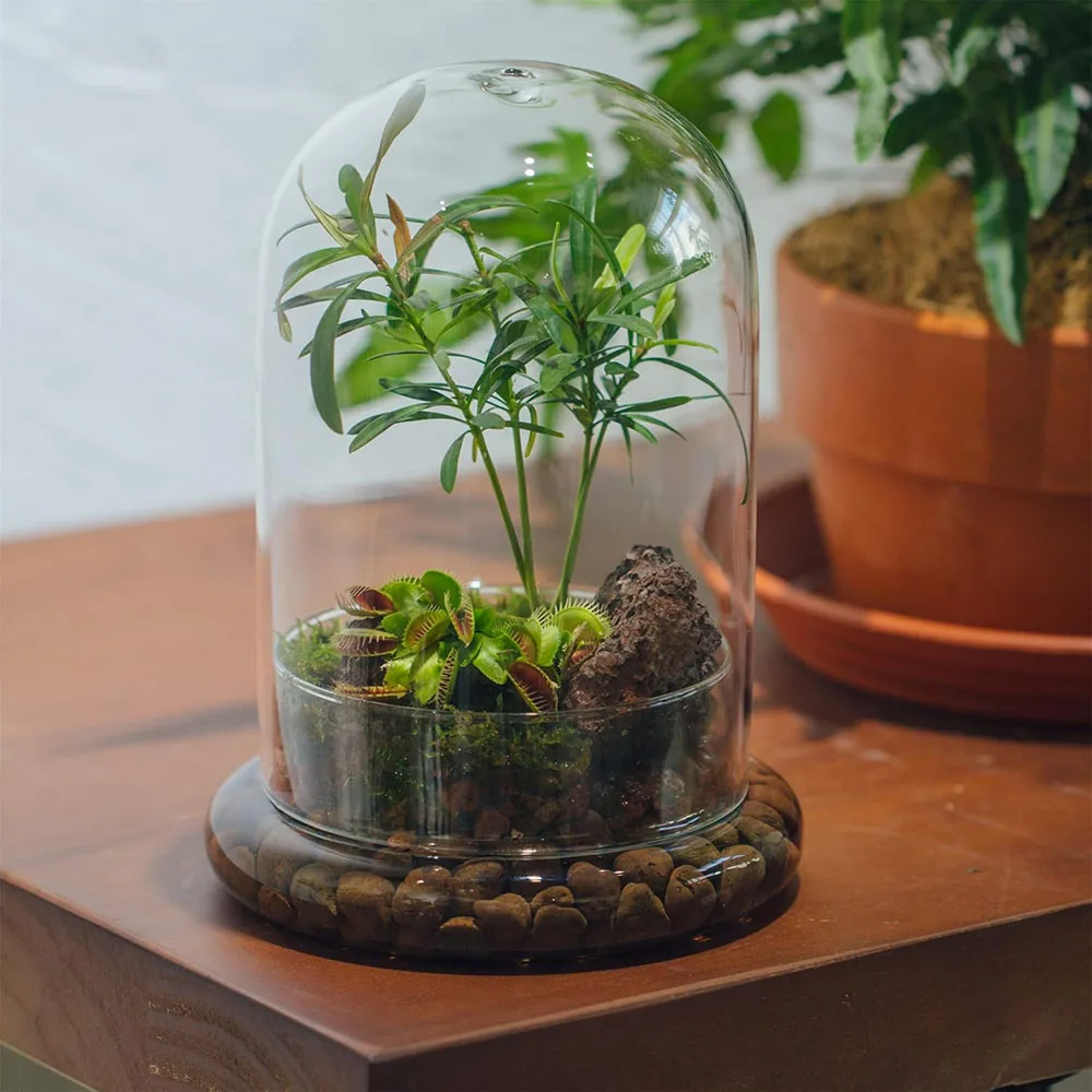 Cúpula de Cristal con Orificio de Ventilación, Campana de Cristal con Base, Exhibidor de Mesa para el Hogar, Contenedor Transparente para Plantas y Flores