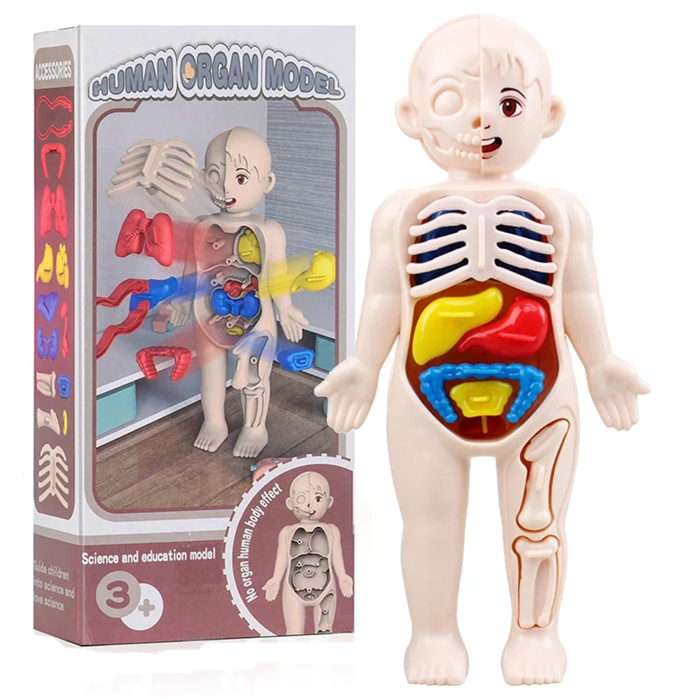 Juguetes Montessori para niños, educación científica, modelo de anatomía de órganos del cuerpo humano, juguetes médicos ensamblados DIY, herramientas de enseñanza para niños