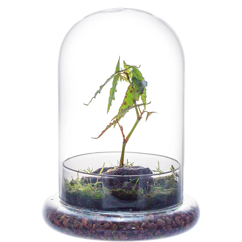 Cúpula de Cristal con Orificio de Ventilación, Campana de Cristal con Base, Exhibidor de Mesa para el Hogar, Contenedor Transparente para Plantas y Flores