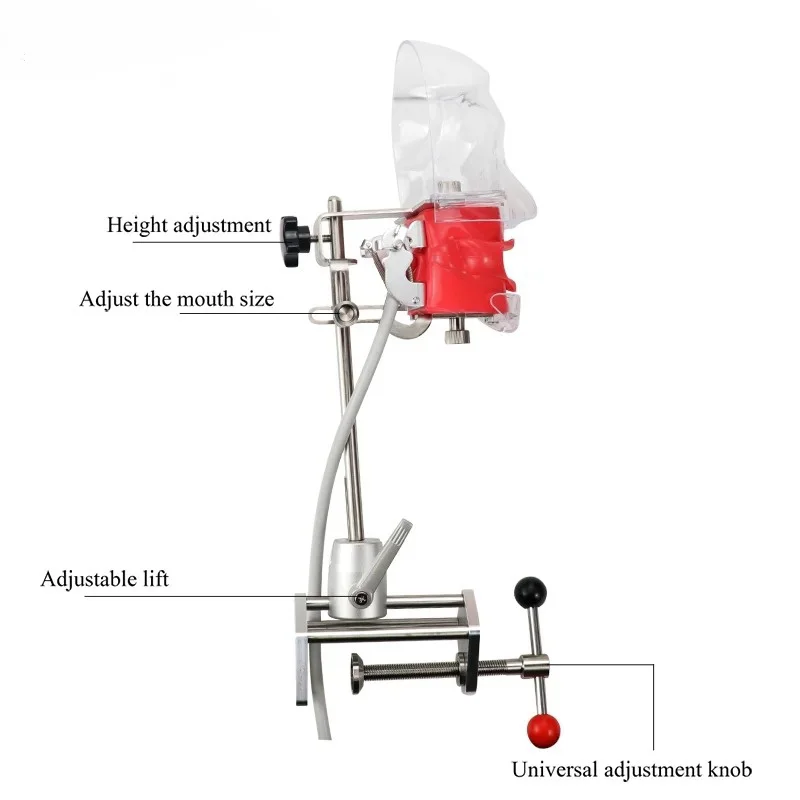 JUMTOP Dental modelo de cabeza Simple práctica simulador de entrenamiento cabeza fantasma Typodont extraíble