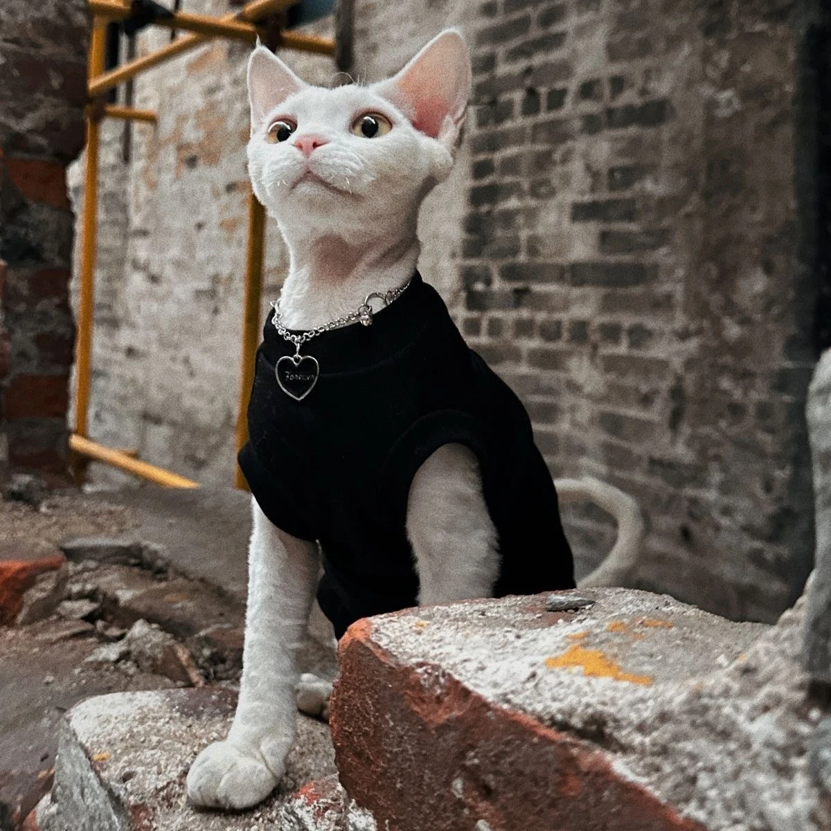 Sphynx-ropa para gatos, chaleco de algodón sin pelo para gatos, 100% de algodón suave para verano, chaleco fino sin mangas, ropa para gatos para Devon, Cornish