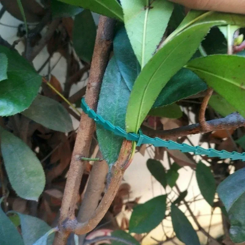 50 unidades de sujetadores de plástico ajustables y reutilizables para plantas, para jardinería, soporte para árboles, plantas trepadoras, tallos de tomate y cinta de sujeción