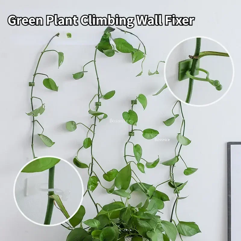 Clips de pared para trepar plantas de 20 piezas, gancho de hebilla de vid, fijador de abrazadera de ratán, Stent de planta autoadhesivo, enredadera Invisible fija para trepar