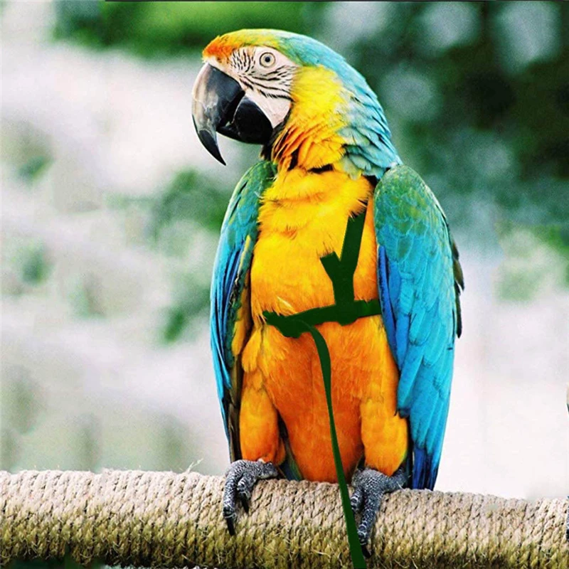 Cuerda de tracción voladora para entrenamiento, cuerda de entrenamiento antimordida, correa para pájaros, cuerda voladora para loros, arnés para loros, correa para pájaros