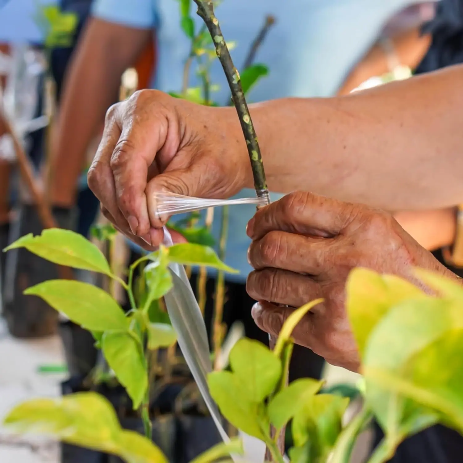 Cinta de injerto de PE de 200M, película autoadhesiva para árboles frutales, plantas de vivero, plántulas, vid, floristería, tomate, suministros de injerto elásticos