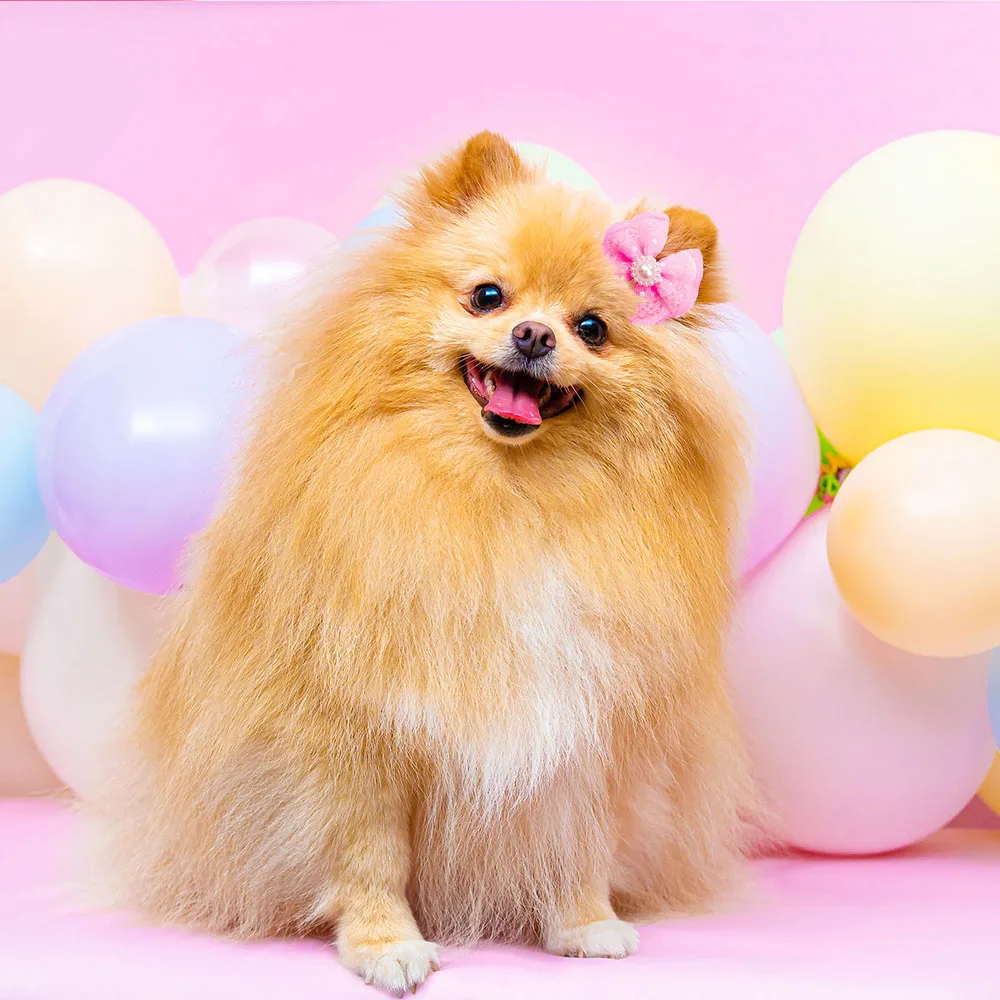 100 Uds. Accesorios para el cabello de perros a granel, lazos para el pelo de perros con banda de goma de encaje Diomand, lazos para perros pequeños, suministros para mascotas