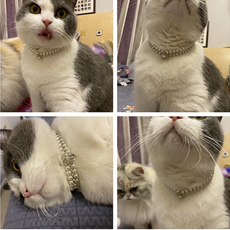Collar de Perlas de Lujo para Gatos y Cachorros, Collar con Pedrería para Gatos, Perros Pequeños, Gatos Ragdoll, Gatos Sphynx, Accesorios para Mascotas, Collar para Gatos