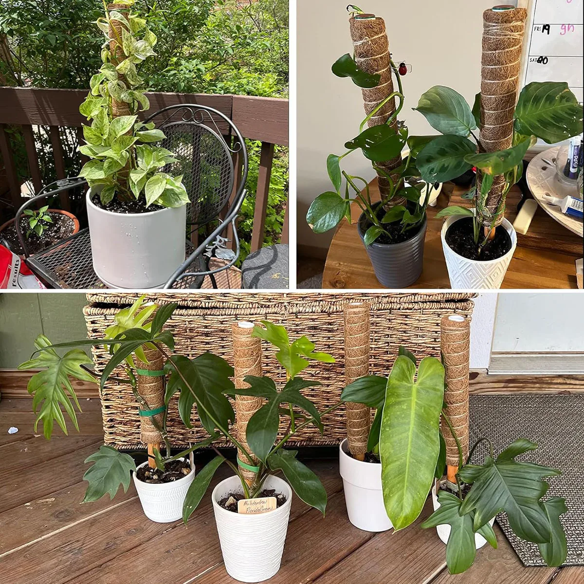 Palo de cacahuete para jardinería transfronteriza, maceta verde, planta fija, bastón de escalada, soporte de flores, bastón de escalada de cacahuete, varilla de musgo, 1 ud.