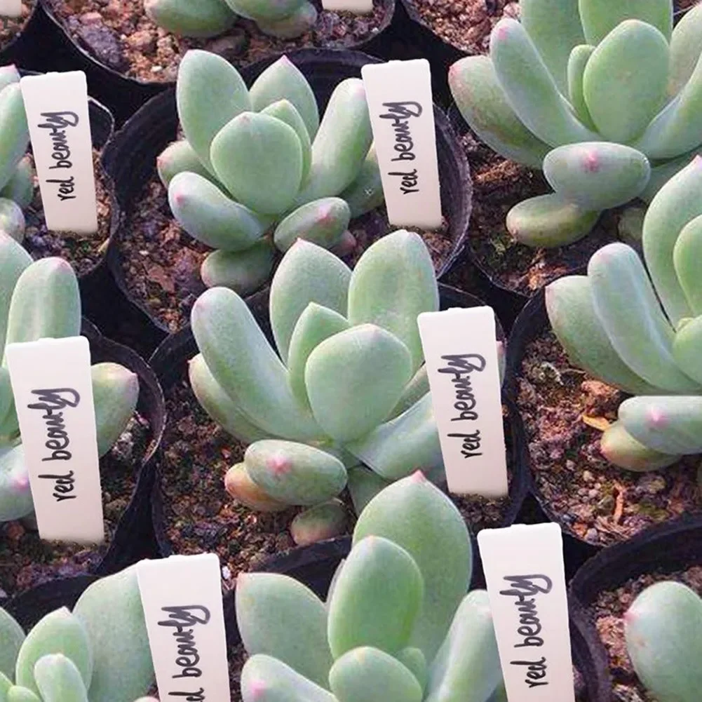 Etiquetas piezas para plantas de jardín, accesorios para plantas, macetas de flores, marcadores de plástico para guardería, etiqueta, bandeja, herramienta de bricolaje, 100